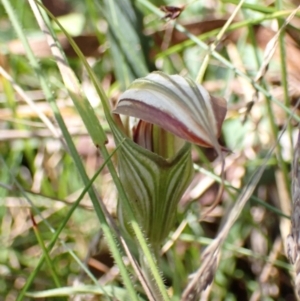 Diplodium coccinum at Cotter River, ACT - 4 Mar 2022