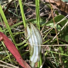 Diplodium coccinum at Cotter River, ACT - 4 Mar 2022