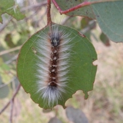 Anthela varia (Hairy Mary) at Kambah, ACT - 5 Mar 2022 by HelenCross