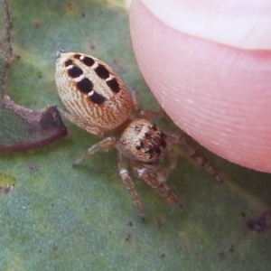 Opisthoncus sexmaculatus at Kambah, ACT - 5 Mar 2022 09:20 AM