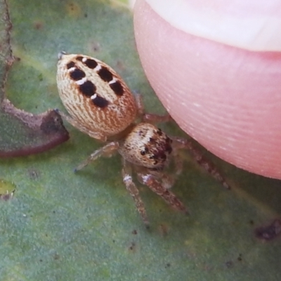 Opisthoncus sexmaculatus (Six-marked jumping spider) at Lions Youth Haven - Westwood Farm - 4 Mar 2022 by HelenCross