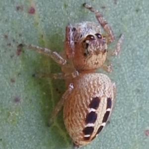 Opisthoncus sexmaculatus at Kambah, ACT - 5 Mar 2022 09:20 AM