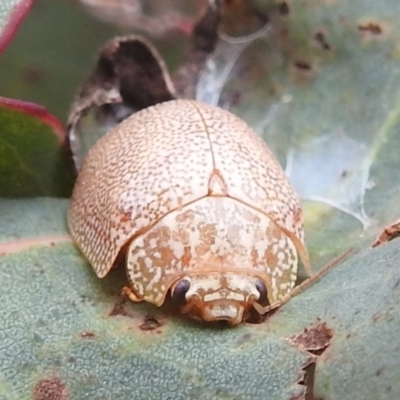 Paropsis atomaria (Eucalyptus leaf beetle) at Lions Youth Haven - Westwood Farm A.C.T. - 4 Mar 2022 by HelenCross