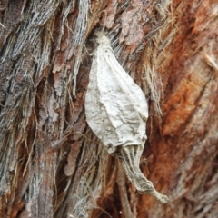 Hyalarcta nigrescens (Ribbed Case Moth) at Lions Youth Haven - Westwood Farm A.C.T. - 4 Mar 2022 by HelenCross