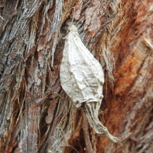 Hyalarcta nigrescens at Kambah, ACT - 5 Mar 2022 09:37 AM