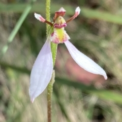 Eriochilus cucullatus (Parson's Bands) at Gibraltar Pines - 4 Mar 2022 by AnneG1