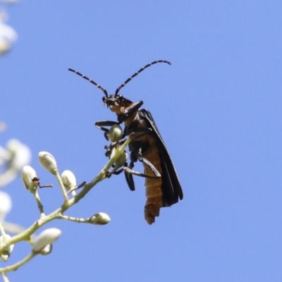 Chauliognathus lugubris (Plague Soldier Beetle) at The Pinnacle - 10 Jan 2022 by AlisonMilton