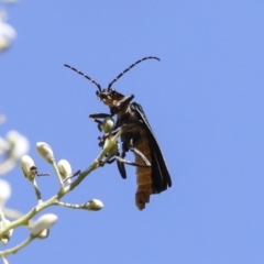 Chauliognathus lugubris (Plague Soldier Beetle) at Hawker, ACT - 10 Jan 2022 by AlisonMilton