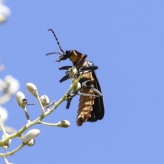 Chauliognathus lugubris at Hawker, ACT - 10 Jan 2022