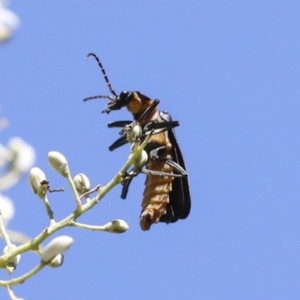 Chauliognathus lugubris at Hawker, ACT - 10 Jan 2022