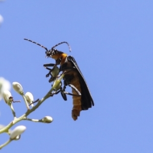 Chauliognathus lugubris at Hawker, ACT - 10 Jan 2022