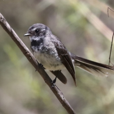 Rhipidura albiscapa (Grey Fantail) at Hawker, ACT - 10 Jan 2022 by AlisonMilton