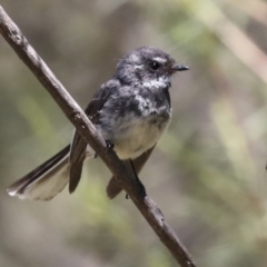 Rhipidura albiscapa at Hawker, ACT - 10 Jan 2022