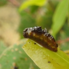 Oxyops sp. (genus) (Oxyops weevil) at Lions Youth Haven - Westwood Farm A.C.T. - 4 Mar 2022 by HelenCross