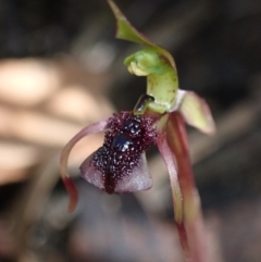 Chiloglottis reflexa (Short-clubbed Wasp Orchid) at Paddys River, ACT - 4 Mar 2022 by AnneG1