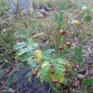 Solanum cinereum at Kambah, ACT - 24 Feb 2022