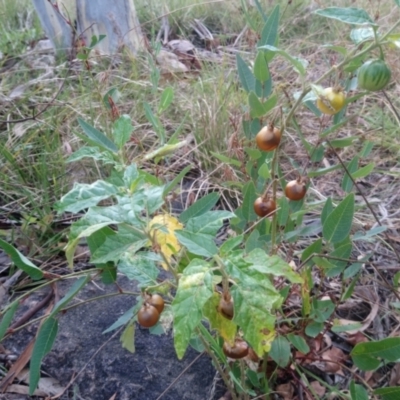 Solanum cinereum (Narrawa Burr) at Little Taylor Grasslands - 24 Feb 2022 by RosemaryRoth