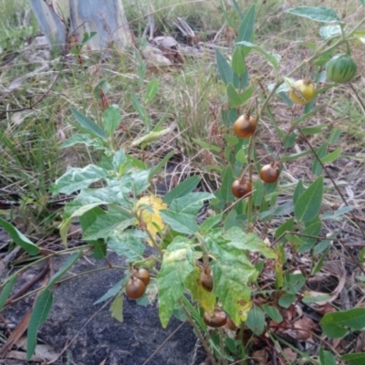 Solanum cinereum (Narrawa Burr) at Kambah, ACT - 24 Feb 2022 by RosemaryRoth