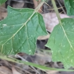 Solanum cinereum at Kambah, ACT - 24 Feb 2022 04:53 PM