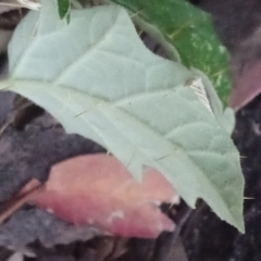 Solanum cinereum at Kambah, ACT - 24 Feb 2022 04:53 PM