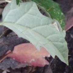 Solanum cinereum at Kambah, ACT - 24 Feb 2022