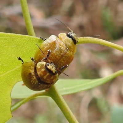 Paropsisterna cloelia (Eucalyptus variegated beetle) at Lions Youth Haven - Westwood Farm A.C.T. - 4 Mar 2022 by HelenCross