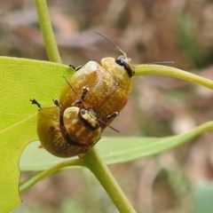 Paropsisterna cloelia (Eucalyptus variegated beetle) at Kambah, ACT - 4 Mar 2022 by HelenCross