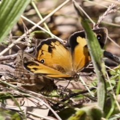 Heteronympha merope (Common Brown Butterfly) at Hawker, ACT - 10 Jan 2022 by AlisonMilton