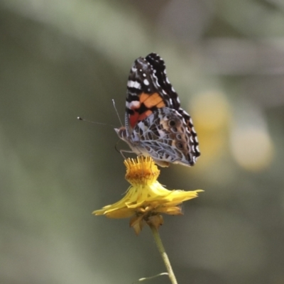 Vanessa kershawi (Australian Painted Lady) at Hawker, ACT - 10 Jan 2022 by AlisonMilton