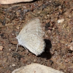 Zizina otis (Common Grass-Blue) at The Pinnacle - 10 Jan 2022 by AlisonMilton