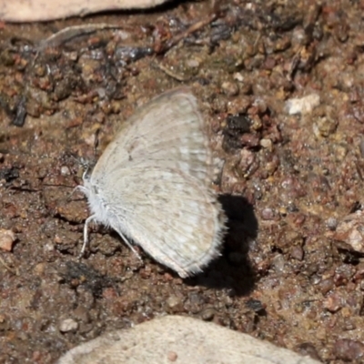 Zizina otis (Common Grass-Blue) at Hawker, ACT - 10 Jan 2022 by AlisonMilton