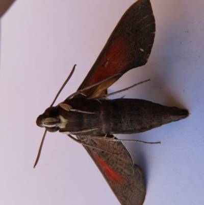 Hippotion scrofa (Coprosma Hawk Moth) at Duffy, ACT - 3 Mar 2022 by Jean