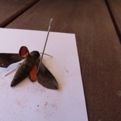 Hippotion scrofa at Duffy, ACT - 3 Mar 2022 12:51 PM