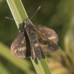 Taractrocera papyria (White-banded Grass-dart) at Coree, ACT - 16 Feb 2022 by AlisonMilton