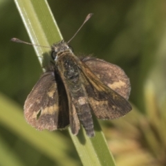 Taractrocera papyria (White-banded Grass-dart) at Ginninderry Conservation Corridor - 15 Feb 2022 by AlisonMilton