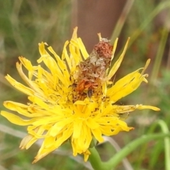 Heliocosma genus (A Tortricid moth) at Kambah, ACT - 4 Mar 2022 by HelenCross