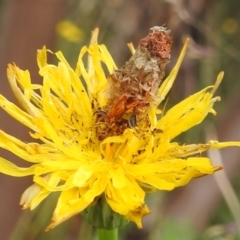 Heliocosma (genus - immature) at Lions Youth Haven - Westwood Farm A.C.T. - 5 Mar 2022