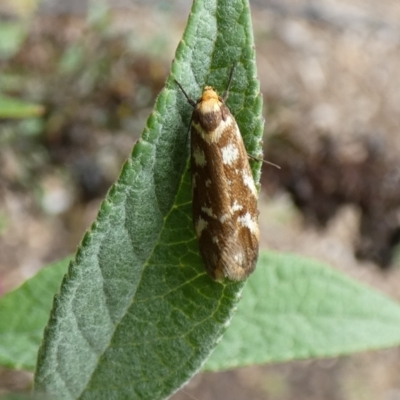 Palimmeces habrophanes (A Concealer moth) at McKellar, ACT - 27 Feb 2022 by Amata