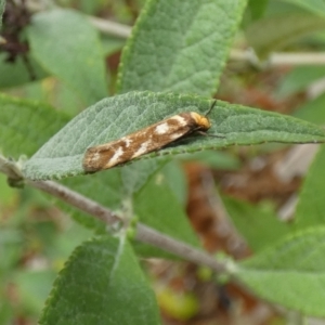 Palimmeces habrophanes at McKellar, ACT - suppressed