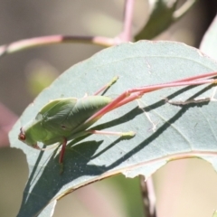 Caedicia simplex (Common Garden Katydid) at The Pinnacle - 10 Jan 2022 by AlisonMilton