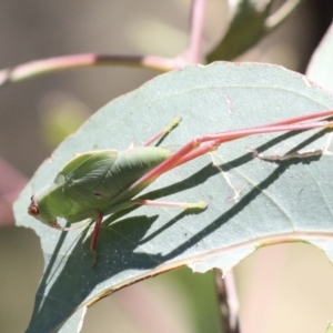 Caedicia simplex at Hawker, ACT - 10 Jan 2022 12:13 PM