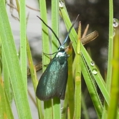 Pollanisus (genus) (A Forester Moth) at Paddys River, ACT - 4 Mar 2022 by HelenCross