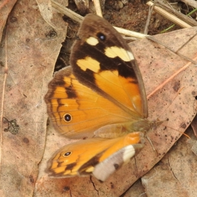 Heteronympha merope (Common Brown Butterfly) at Paddys River, ACT - 5 Mar 2022 by HelenCross