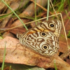 Geitoneura acantha (Ringed Xenica) at Bullen Range - 4 Mar 2022 by HelenCross