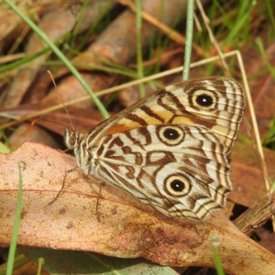 Geitoneura acantha (Ringed Xenica) at Paddys River, ACT - 5 Mar 2022 by HelenCross