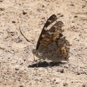 Junonia villida at Hawker, ACT - 10 Jan 2022