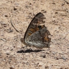 Junonia villida at Hawker, ACT - 10 Jan 2022