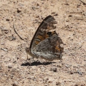 Junonia villida at Hawker, ACT - 10 Jan 2022