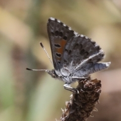 Lucia limbaria (Chequered Copper) at Hawker, ACT - 10 Jan 2022 by AlisonMilton