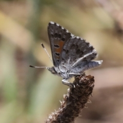 Lucia limbaria at Hawker, ACT - 10 Jan 2022